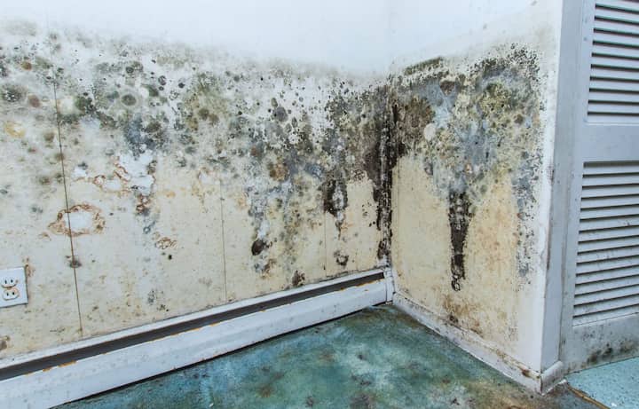 residential mold removal experts in Bellevue